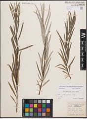 Foto von Salix eleagnos subsp. angustifolia (Cariot) Rech. f.